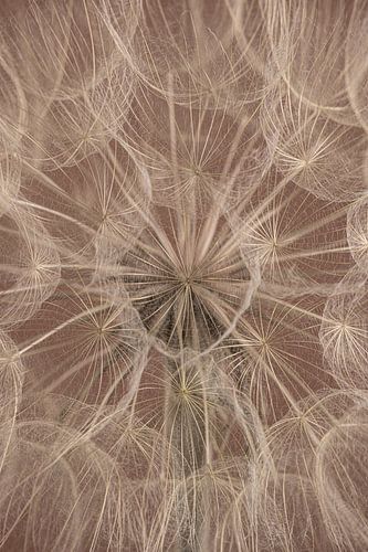 Landelijke sfeer: Het patroon van pluisjes van een Tragopogon