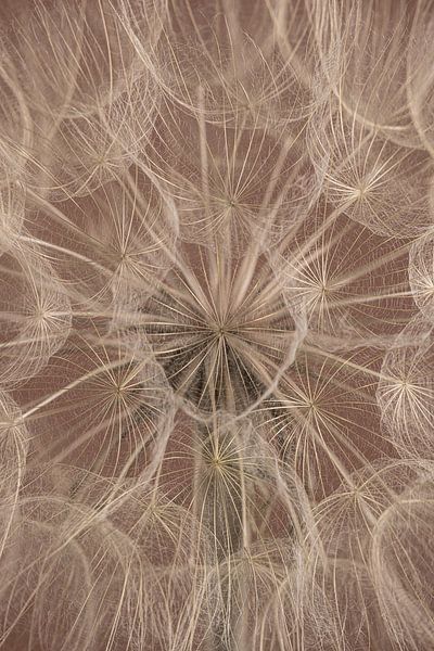 Rural ambience: The pattern of fluff from a Tragopogon by Marjolijn van den Berg