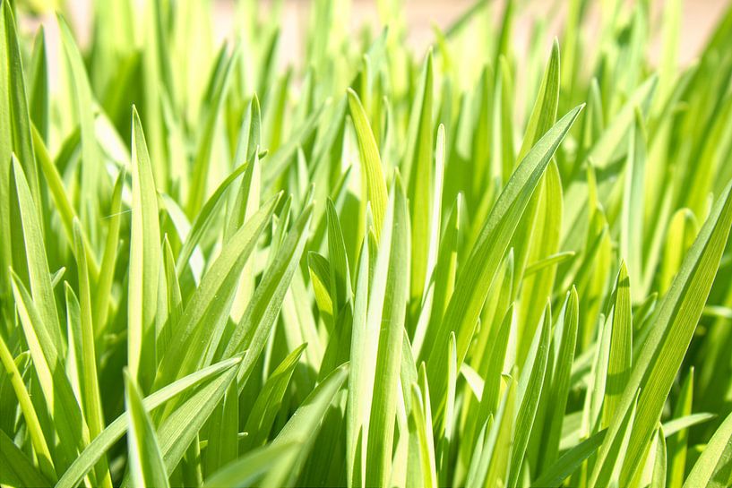 Groen gras van Jan Brons