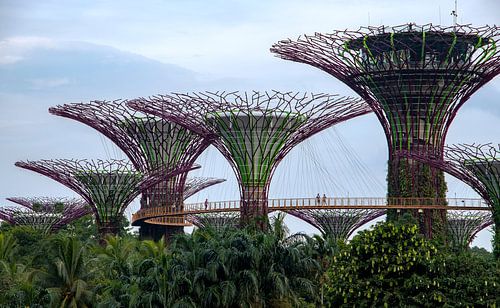 Jardins de Singapour.