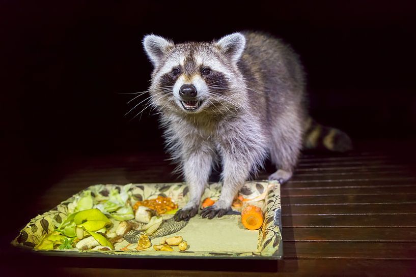 This raccoon eats fruit and vegetables in the dark par Ben Schonewille