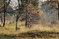 Herfst scene