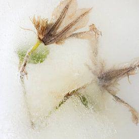 Stille im Eis von Cobi de Jong