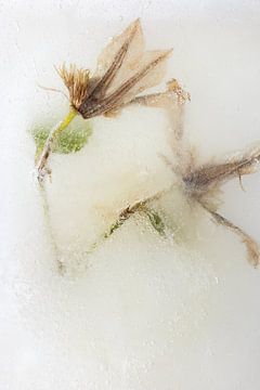 Stilte in ijs van Cobi de Jong