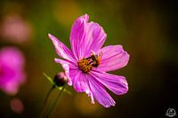 Biene in einer Blume
