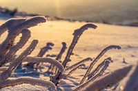 Des rayons de soleil froids