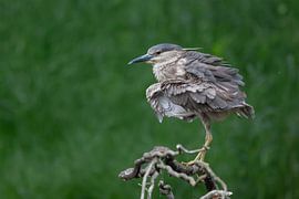 Female of the Quack by Lex van Doorn