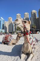 chameaux à dubai