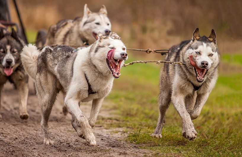 Siberian Huskies van Hamperium Photography