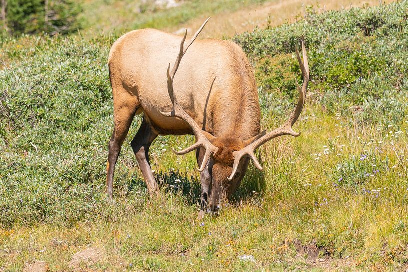 Grazing deer in the mountains in America by Louise Poortvliet