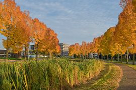 Autumn in Weert