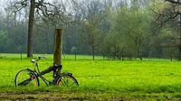 Bicycle to meadow