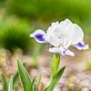 Iris flower by Monika Scheurer