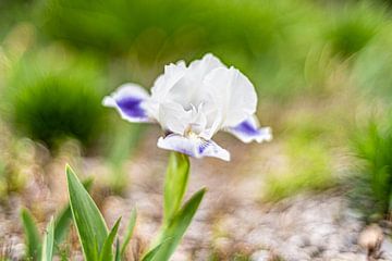 Iris bloem van Monika Scheurer