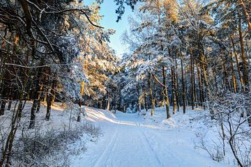 Pad in het besneeuwde bos. van Yevgen Belich