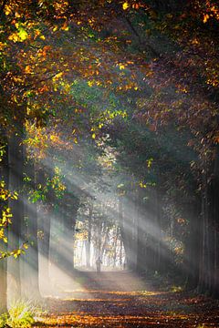 Lightbeams Mastbos Breda van I Love Breda