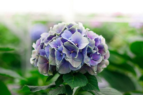 Hortensia bloem