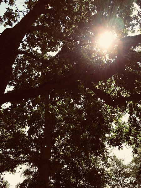 Nature de la couleur par Eline