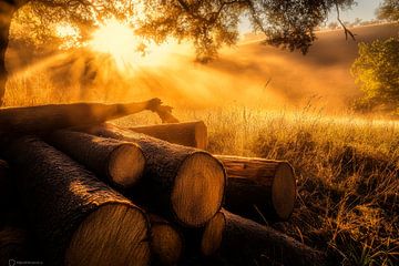 Sonnenstrahlen über Holzstämme – Natur von Poster Art Shop