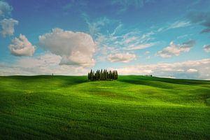 Die berühmten Zypressen von San Quirico d'Orcia. Toskana