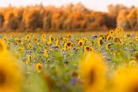 Zonnebloemen in oktober