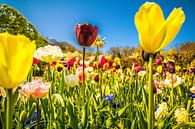Kleurrijke tulpen van Stedom Fotografie thumbnail