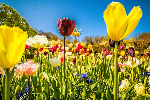 Kleurrijke tulpen