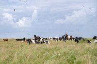 Vaches, chevaux et oiseaux dans la réserve naturelle de Boschplaat Terschelling