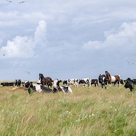 Kühe, Pferde und Vögel im Naturschutzgebiet Boschplaat Terschelling von Yvonne van Driel