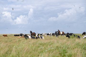 Koeien en paarden en vogels op de Boschplaat Terschelling natuurgebied van Yvonne van Driel