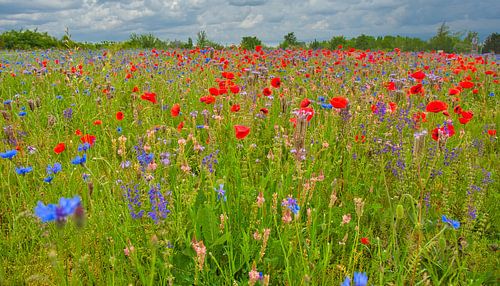 Bloemenweide in de Elzas in de zomer