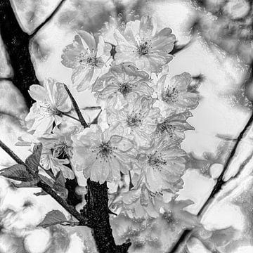 Art numérique Moyen Fleurs Plantes Fleur noir et blanc