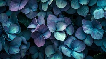 Hydrangea's Night Glow by ByNoukk