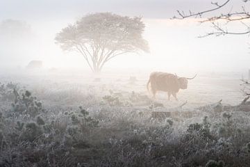 Hemelse morgen met mist en hooglanders op de Heide van Koen Boelrijk Photography