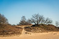 Zandheuvels met kale bomen en dorre heide van Ruud Morijn thumbnail