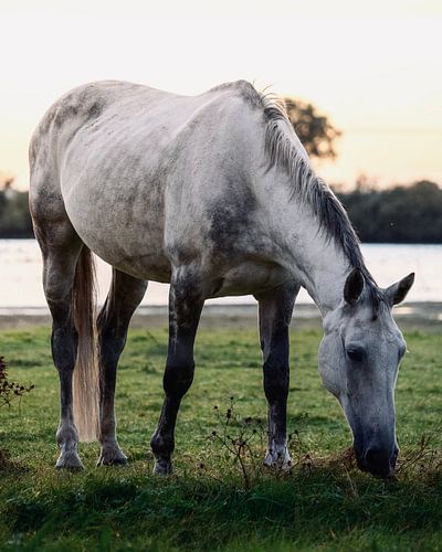 Cheval dans la prairie