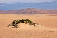 Welwitschia by Antwan Janssen thumbnail