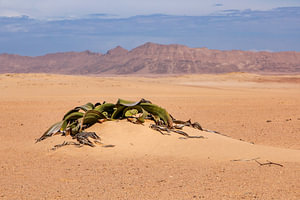 Welwitschia