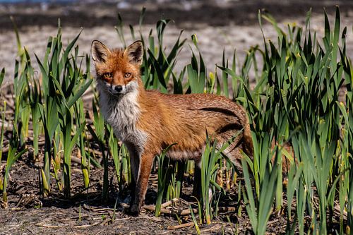Ein Fuchs auf der Suche nach Futter für ihre Welpen.