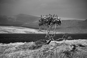 Lonely gorse