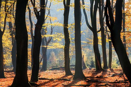 Speulderbos herfstsilhouetten