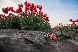 Die gefallene Tulpe von Wilco Bos