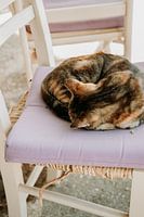 Chat endormi sur une chaise