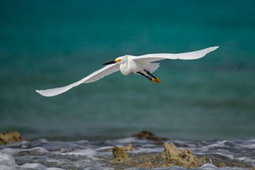 Amerikaanse kleine zilverreiger aan de Caribische kust van Pieter JF Smit