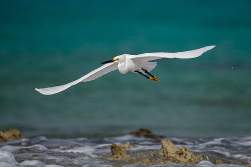 American little egret on the Caribbean coast