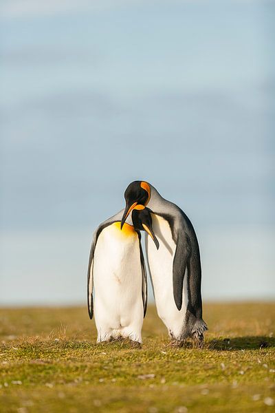 Königspinguin-Paar von Joan Gil Raga