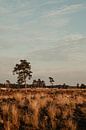 Nationalpark Die Loonse- und Drunense-Dünen von Amber den Oudsten Miniaturansicht