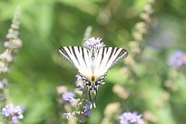 der königliche Schwalbenschwanz