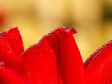red tulip with dewdrops