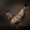 De la collection des poulets. sur ramona stoker